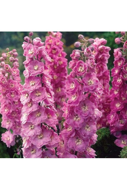 Многолетнее декоративное растение с прямостоячими цветоносами